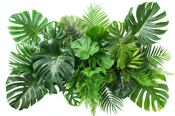 Green leaves of tropical plants bush floral arrangement indoors garden nature backdrop isolated on white background - obrazy, fototapety, plakaty