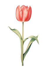 Obraz premium Single Red Tulip Illustration on White Background