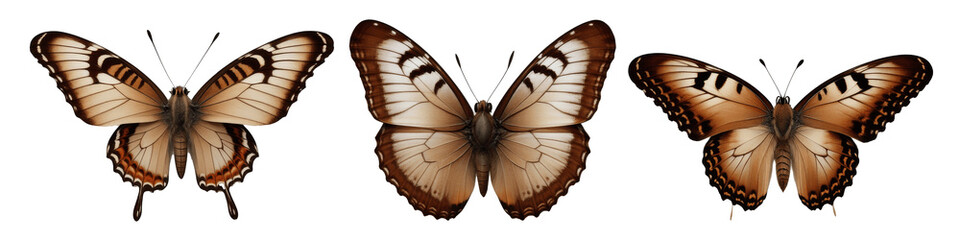brown butterflies isolated on transparent background
