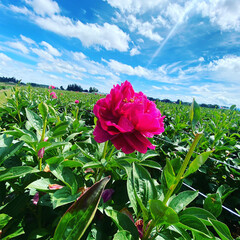 Peony Fields flowers on a sky © Bryce