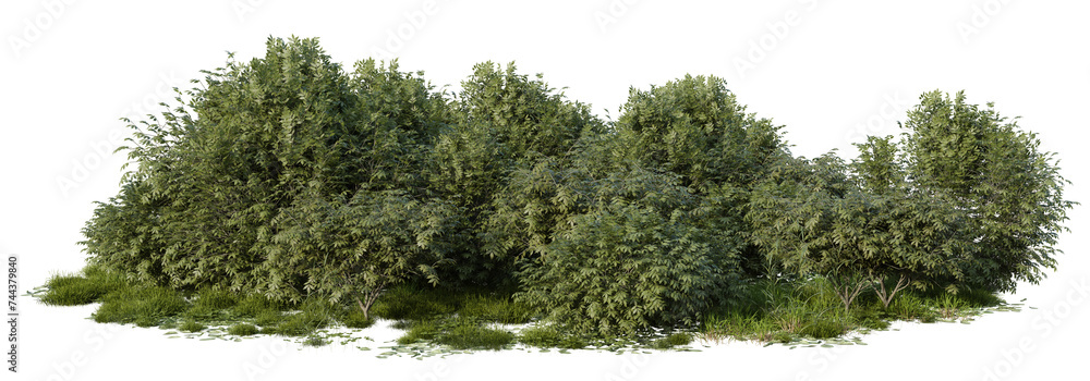 Fototapete evergreen big tree and grass field in nature, tropical forest isolated on transparent background - p