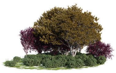 Evergreen big tree and grass field in nature, Tropical forest isolated on transparent background - PNG file, 3D rendering illustration for create and design or etc