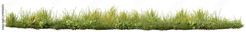 Poster grass field in nature, meadow in springtime, tropical forest isolated on transparent background - pn