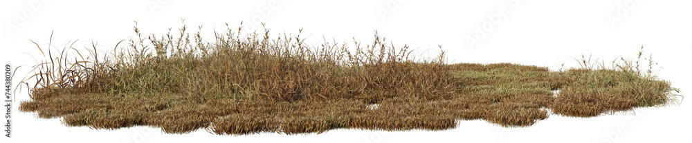 Poster dry grass field in nature, meadow in summer, tropical forest isolated on transparent background - pn