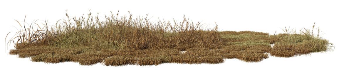 Dry grass field in nature, meadow in summer, Tropical forest isolated on transparent background - PNG file, 3D rendering illustration for create and design or etc