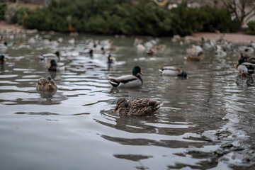 Female Duck Swimming in Overcrowded Neighborhood Pond