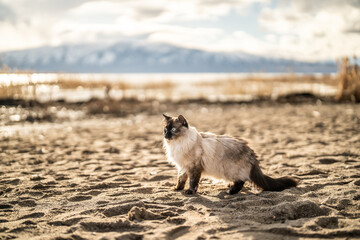 Gorgeous Siamese Ragdoll Outside Adventuring Sandy Beach Sunny Day