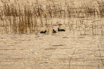 The Ducks Out on Utah Lake