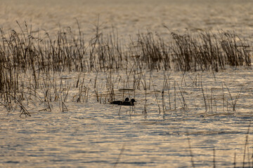 The Ducks Out on Utah Lake