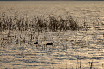 The Ducks Out on Utah Lake