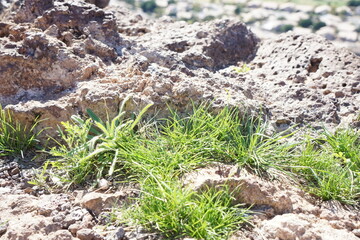grass on rocks