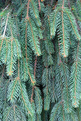 seasonal specification in plant life, autumn sketches in nature