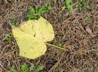 seasonal specification in plant life, autumn sketches in nature