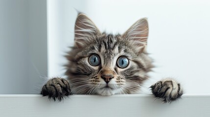 cute cat on a white background