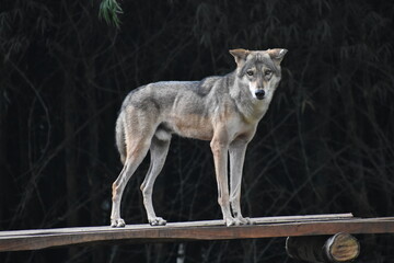 gray wolf lupus, Indian wolf, wild dog 