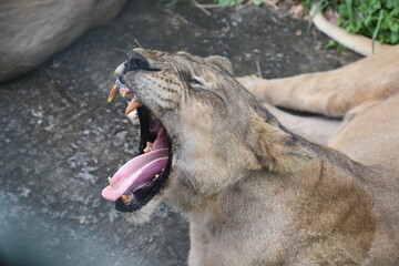 The yawning queen, a lioness yawning after Lunch 