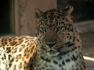 Leopard in The Zoo