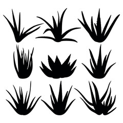 Aloe medicinal cosmetic plant silhouette stencil templates - 744389637