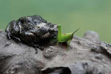 A Muller's narrow mouth frog is ready to prey on a green grasshopper. This amphibian has the...