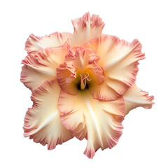 top view of a single gladiolus flower isolated on a white transparent background - obrazy, fototapety, plakaty