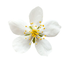 Fototapeta na wymiar top view of a single jasmine flower isolated on a white background
