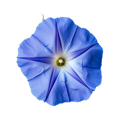 top view of a single morning glory flower isolated on a white background