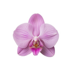 Naklejka na ściany i meble top view of a single orchid flower isolated on a white background
