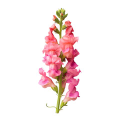 top view of a single snapdragon flower isolated on a white background