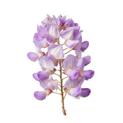top view of a single wisteria flower isolated on a white background