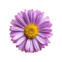 top view of a single aster flower isolated on a white background