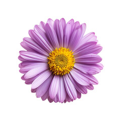 Obraz premium top view of a single aster flower isolated on a white background