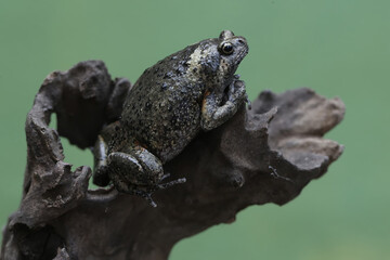 An adult Muller's narrow mouth frog is resting on a dry tree branch. This amphibian has the...
