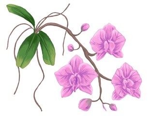 Orchid flower painting illustration