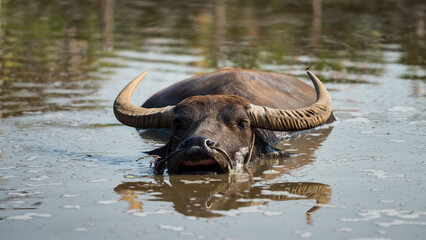 Thai water buffalo float and swim on swamp with reflection