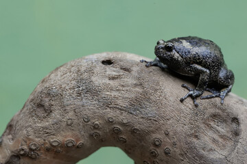 An adult Muller's narrow mouth frog is resting on a dry tree branch. This amphibian has the...