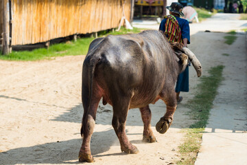 Rear of Thai old farmer pull water buffalo to plow rice farm