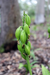 Green seed pods on a Geodorum Densiflorum plant in a garden