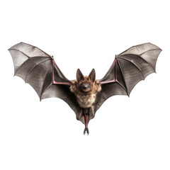 Bat for criket png
