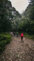 Obraz premium walking in the woods