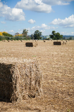 Sunlit square hay bale in paddock