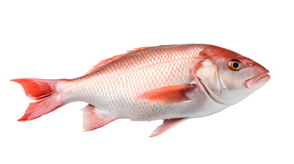Obraz premium Raw fresh fish isolated on white or transparent background