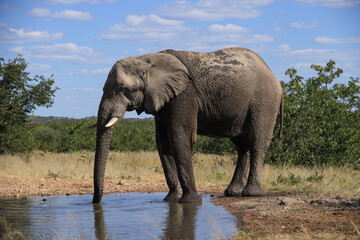 a single african elephant at a waterhole in Etosha NP