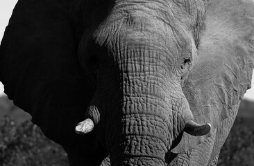 black and white portrait picture of an african elephant in Ethosha NP