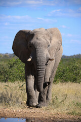 Fototapeta na wymiar a single african elephant at a waterhole in Etosha NP