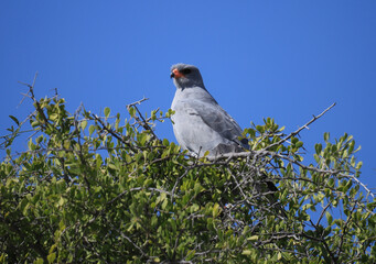 a gabar goshawk on a treetop in Etosha NP