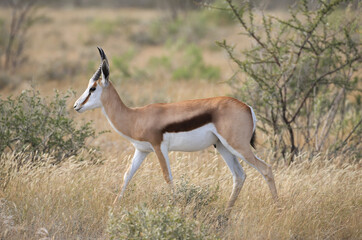 a thomson gazelle in the savannah of Etosha NP