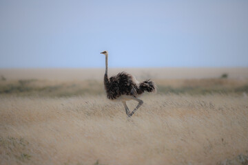 a single ostrich in the grasslands of Etosha NP