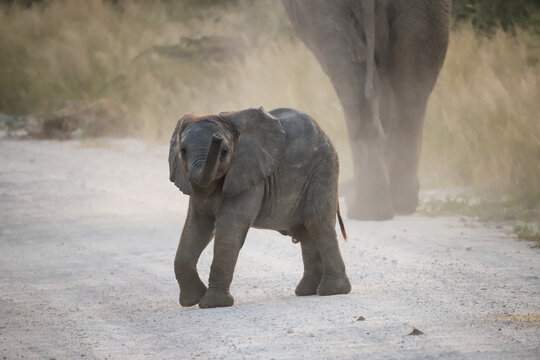 baby elephant showing off