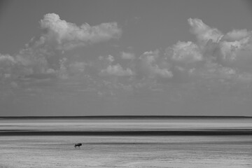 black and white picture of a single wildebeest in the dry etosha salt pan - obrazy, fototapety, plakaty