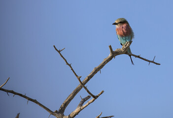 lilac breasted roller sits in an acacia tree